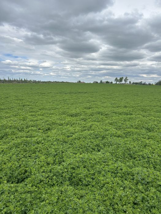 Sianokiszonka z lucerny, zapraszam do składania zamówień.