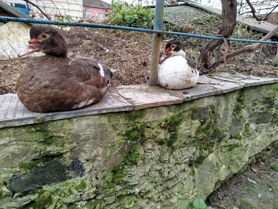 Індокачка, мускусні качки, качур