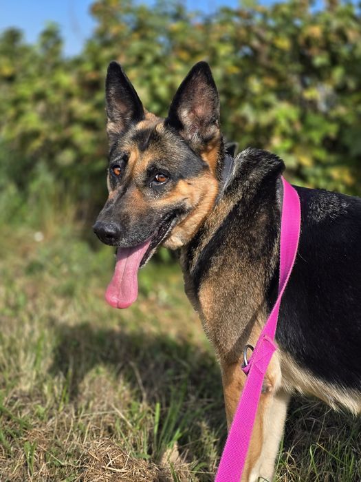 Wyjątkowa Dżina w typie owczarka