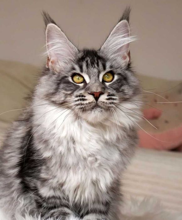 Tygrysica Maine coon