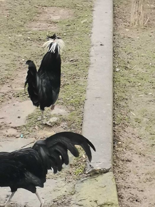 Інкубаційне яйце голландських білочубі