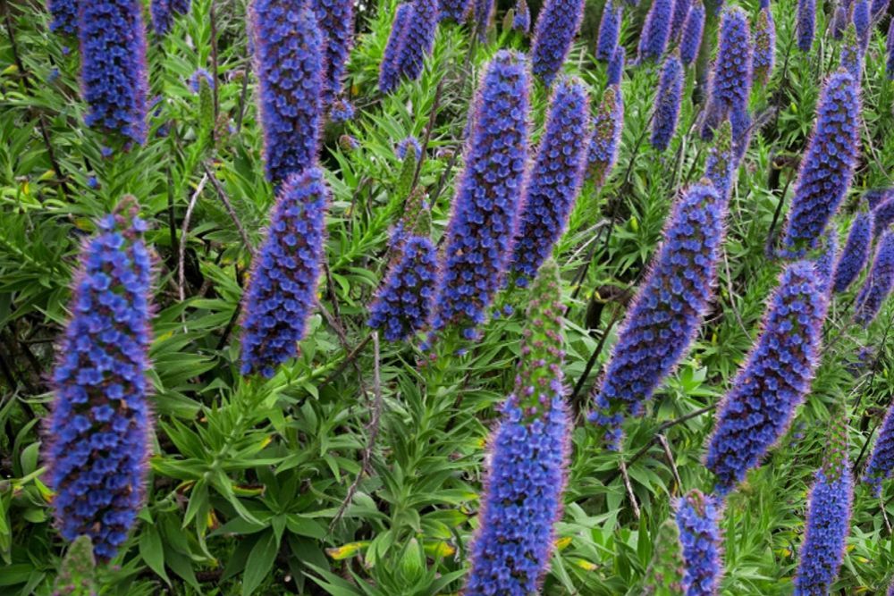 Echium candicans em vaso