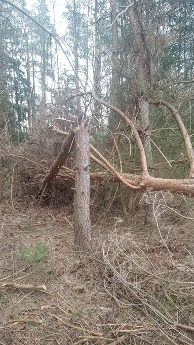 Usługi mulczer,wycinka drzew, rębak