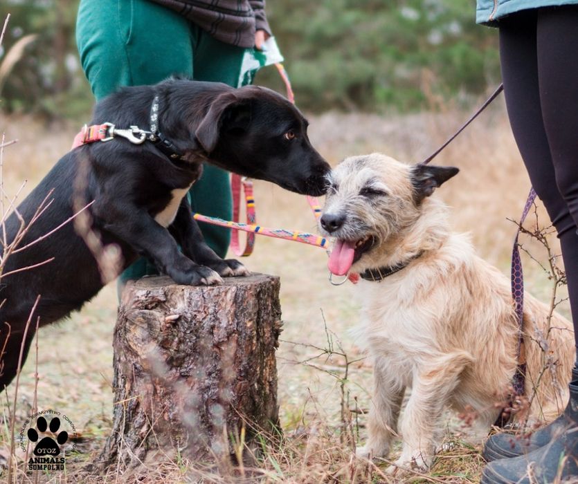 2 letni Artem szuka domu!