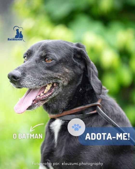 Batman - cao para adoção
