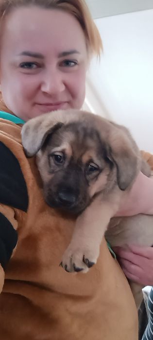 Щенок 1,5 месяца