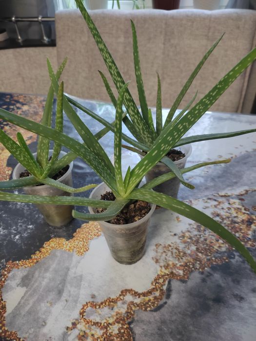 Продам алое - вера