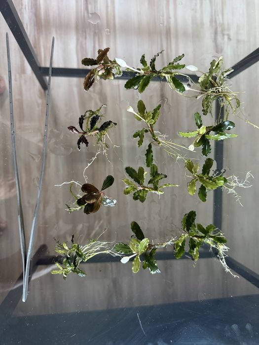 Bucephalandra dekoracja 12 sztuk 5 gatunkow