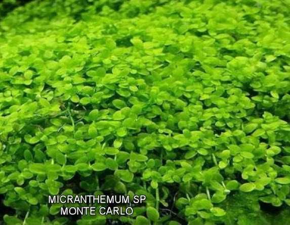 Plantas e musgo para aquário