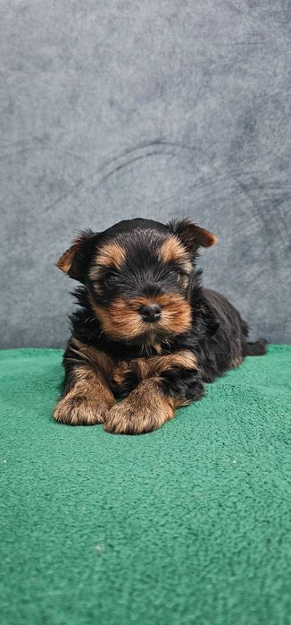 York piesek  yorkshire terrier