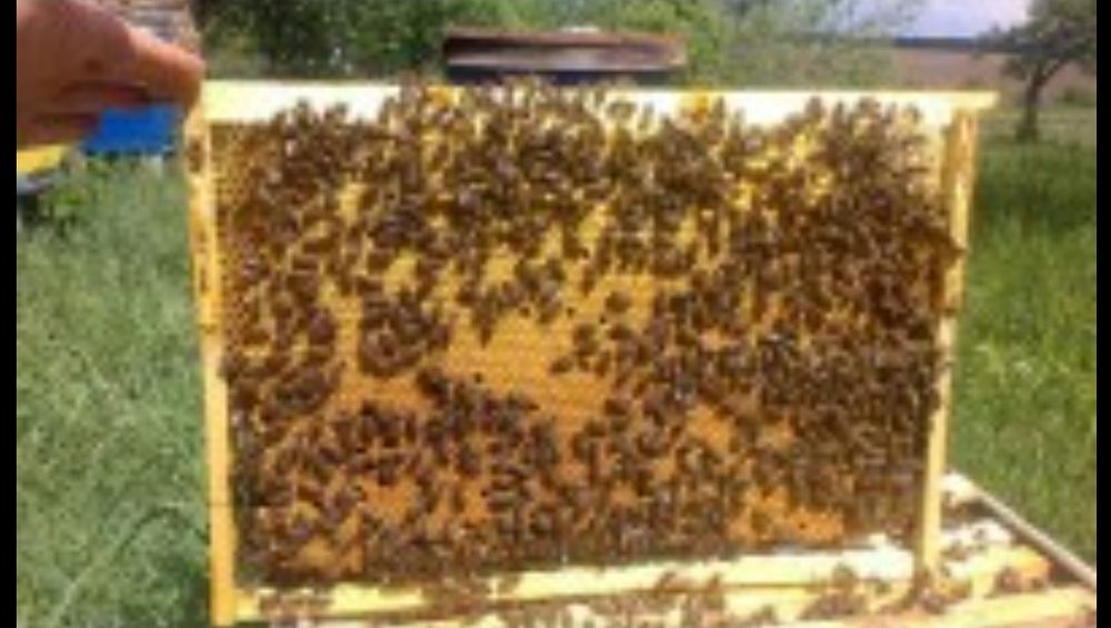 Продам бджоли, бджолопакети