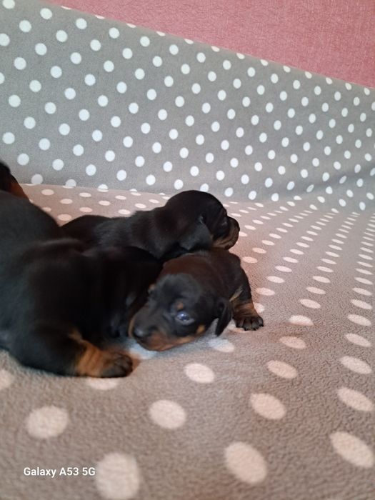 Продаються цюценята кролічої такси