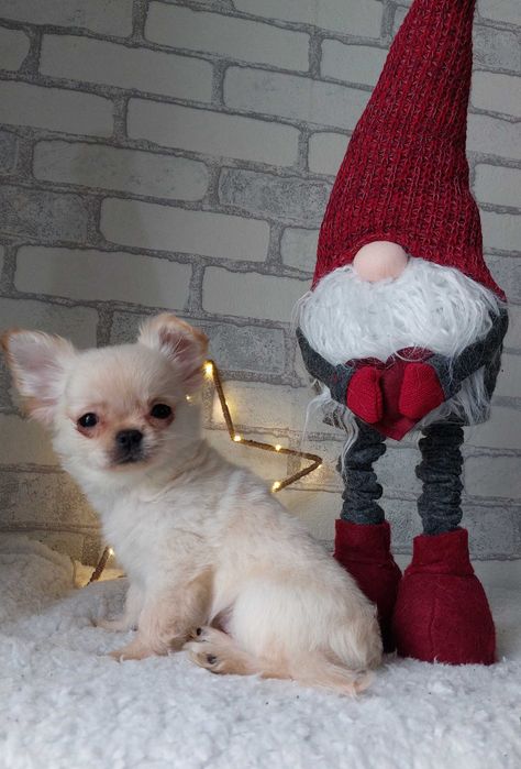 довгошерсті Чихуахуа Хлопчики з документами КСУ/FCI