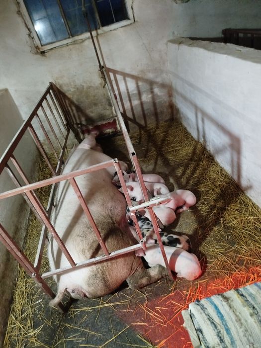 Продаються поросятка