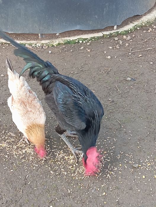 Galos andaluz surenha morucha - pais campeões, excelente saúde