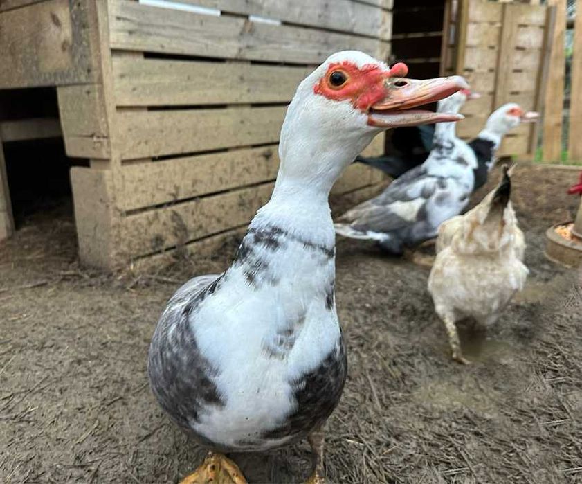 vende-se patos mudos
