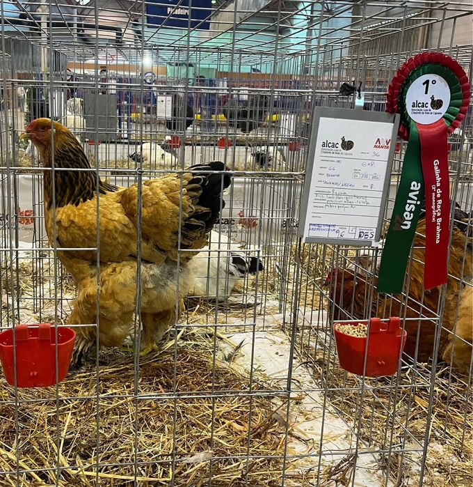 BRAHMA BUFF NEGRO / AZUL ( OVOS )