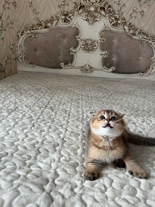 Хлопчик Золота шиншила. Шотландські кошенята. Золотая шиншилла