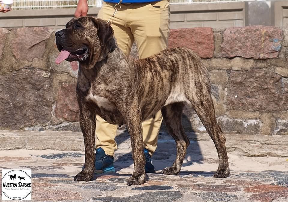 Hodowla Presa Canario! ZKwP/FCI