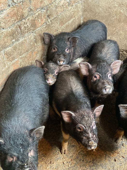 В’єтнамські поросята 3 - 4 місяці