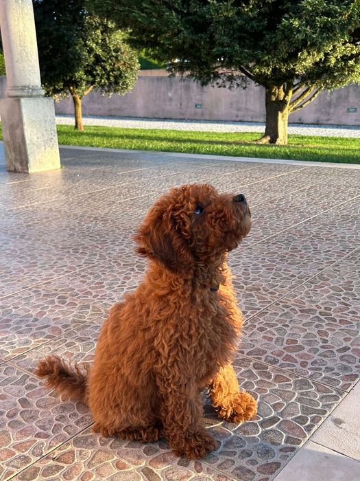 Caniche vermelho