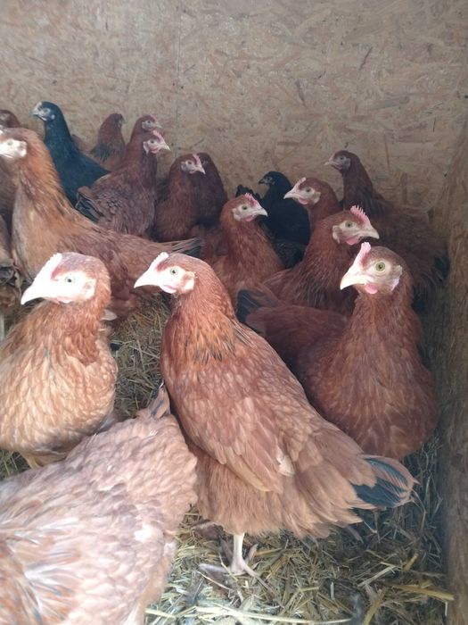 Kury rosa 16 tygodni