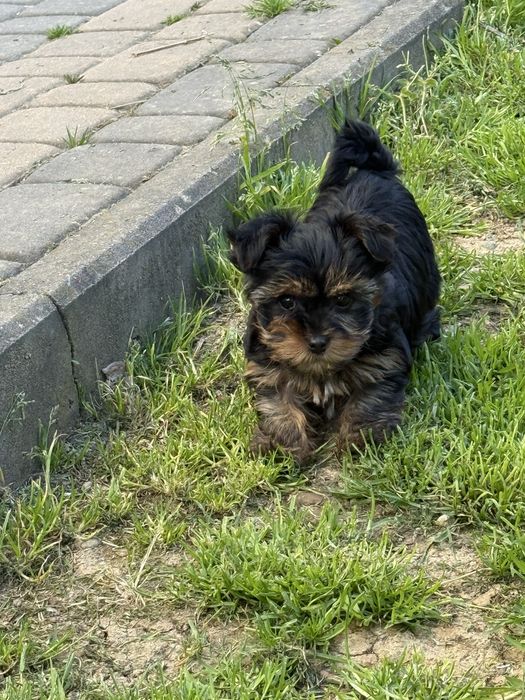Szczeniak yorkshire terrier