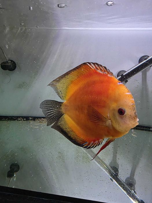 discus com 19 e 15cm