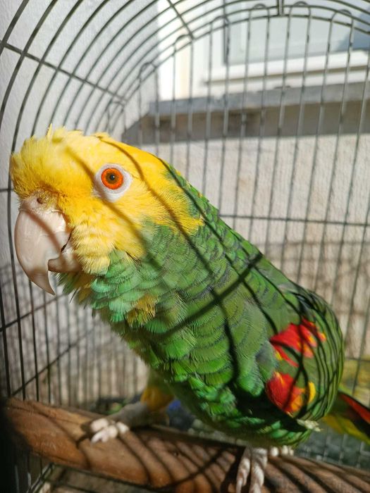 Amazonas Oratrix Macho