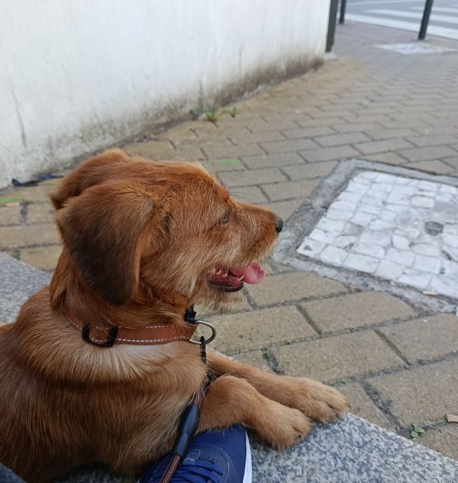 Cão de 4 meses para adoção responsável