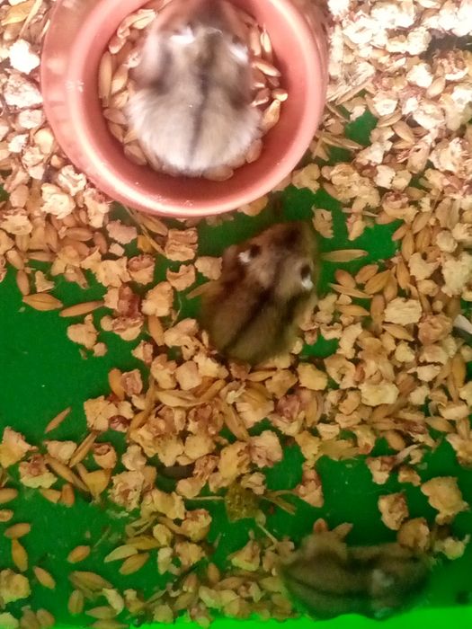 Хомячки Кременчуг