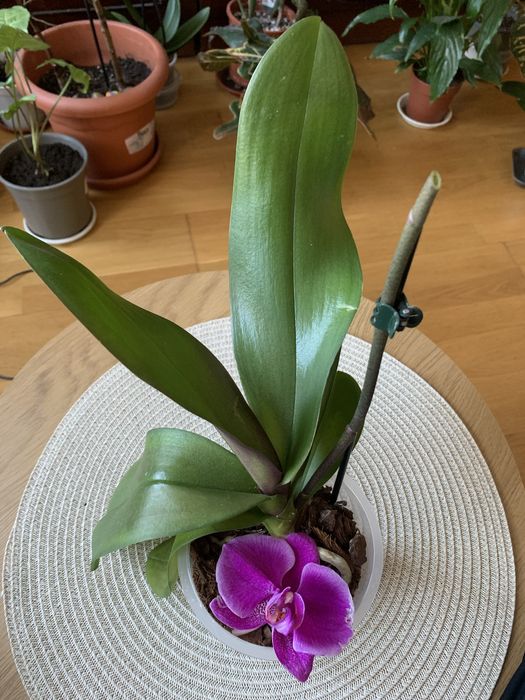 Орхідея відцвіташка