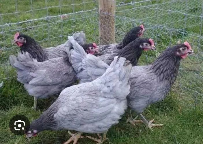 Продаю  підрощених курчат Домінант