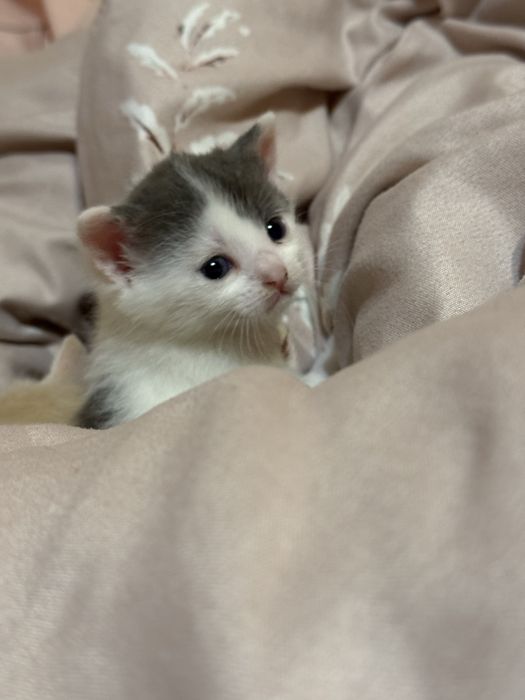 Котенятка миленькі
