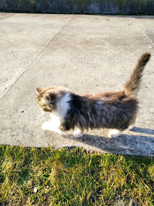 Віддам кошеня в добрі руки хлопчик 2 міс.