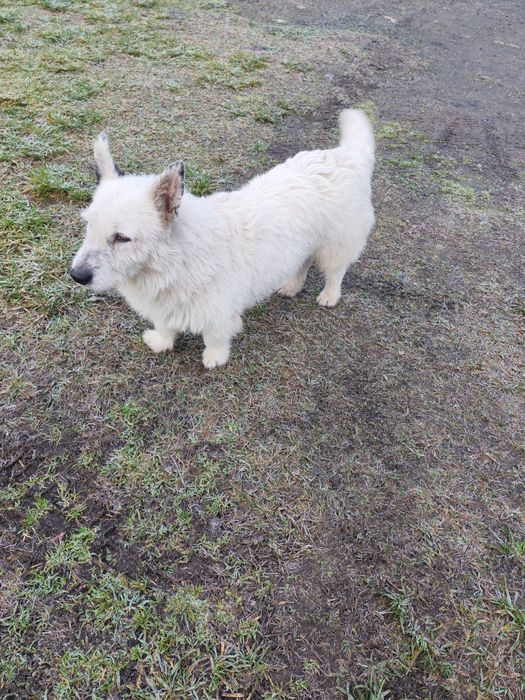 Oddam szczeniaki/pieski/Za darmo