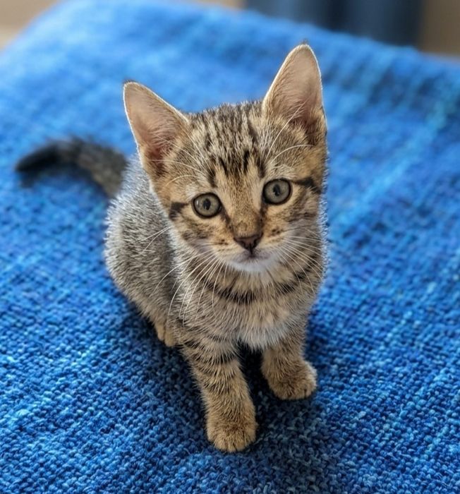 Gatinhos bebés para adoção responsável