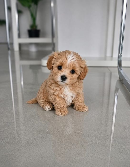 Słodki Chłopczyk  Maltipoo