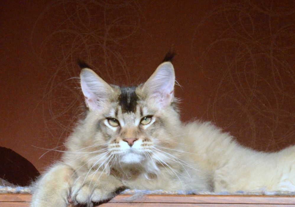 Золотко! Мальчик мейн кун.