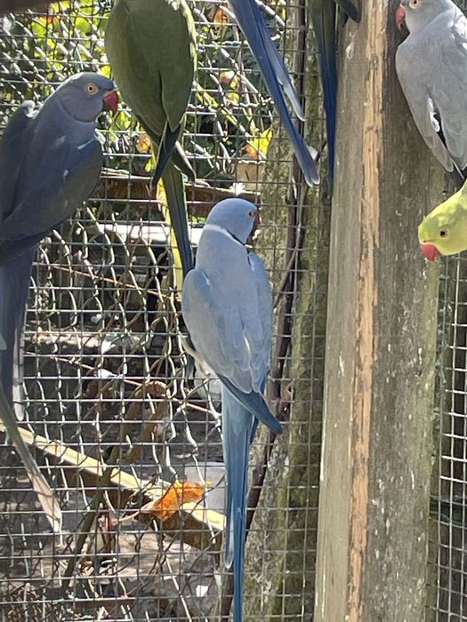 Ring necks adultos varias cores e mutacoes