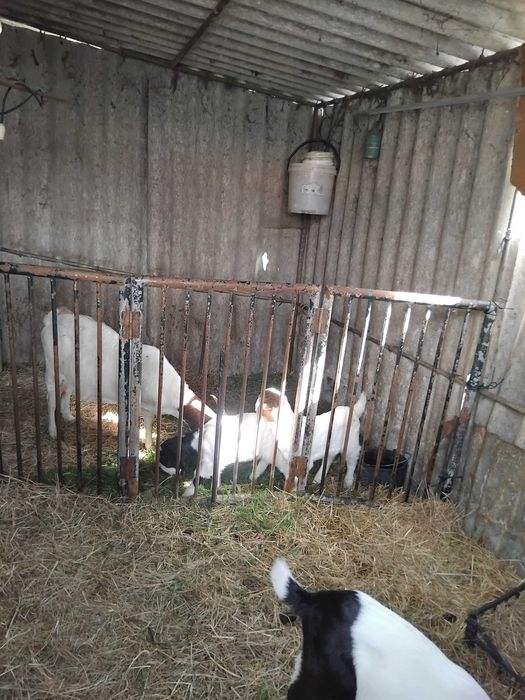 Cabras e cabritos anglonubianos cuzados