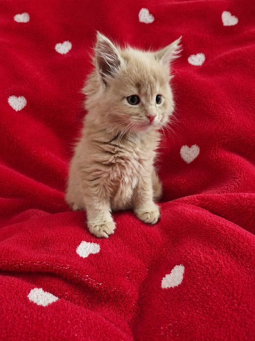 Maine Coon kocurek