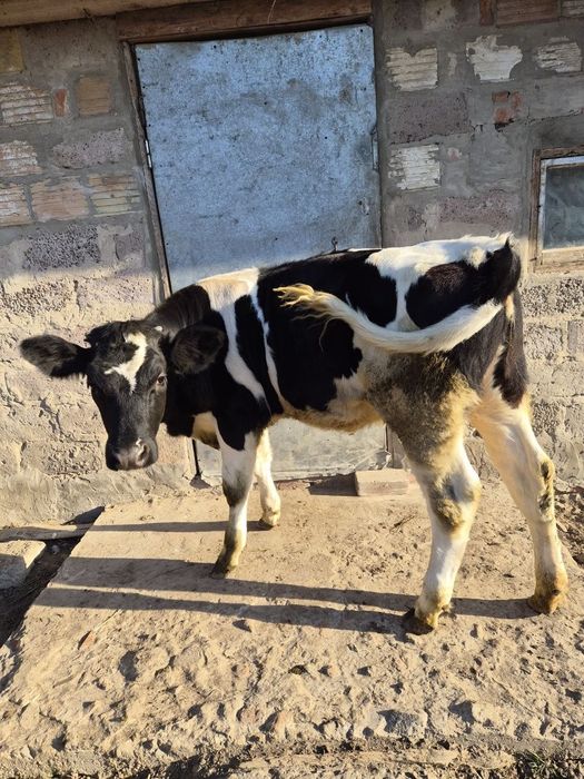 Продам телицю на корову (6 місяців, голштин)
