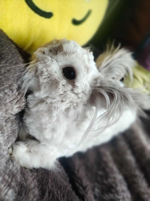 Królik miniaturka szuka domku, królik+ klatka