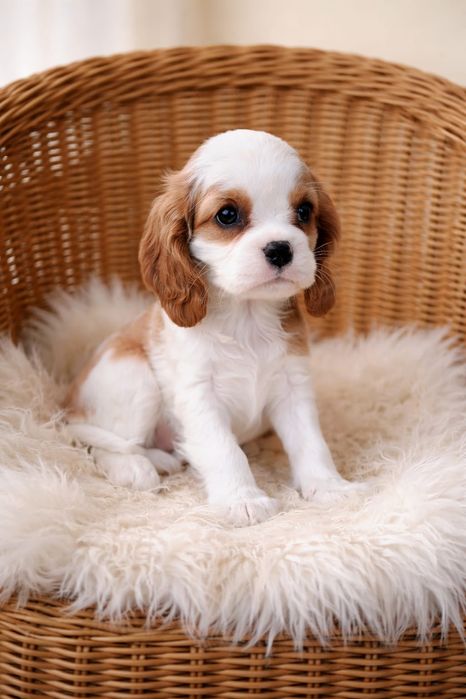 Cavalier King Charles Spaniel