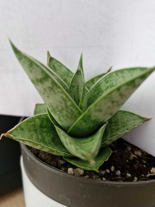 Sansevieria #Nadwyzka #Sprzedam