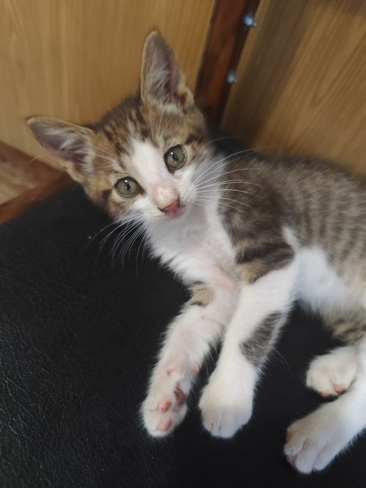 Віддам в добрі руки кошенятко