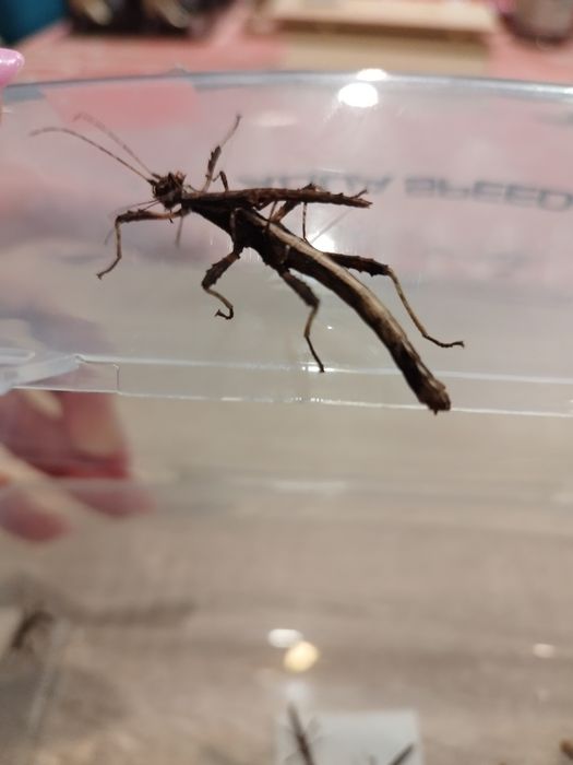 Straszyk filipiński- młode osobniki