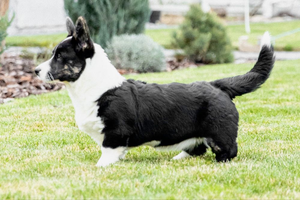 Вельш коргі кардиган FCI-UKU