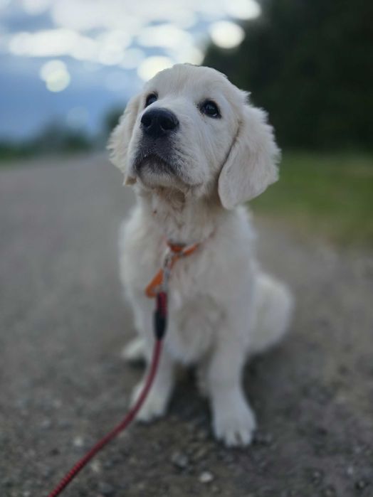 Szczeniak Golden Retriver